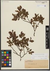 Foto von Salix waldsteiniana Willd.
